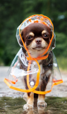 Folha de vinil de filme flexível macio de plástico para capa de chuva PET