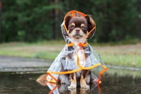 Vinil plástico macio e flexível para capa de chuva PET