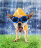 Plastic Soft Flexible Film Vinyl For PET Raincoat